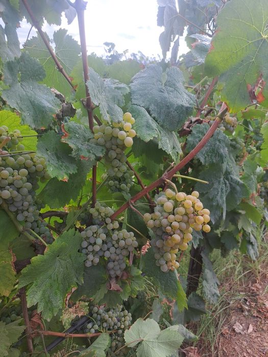 Uvas para vinho verde arinto