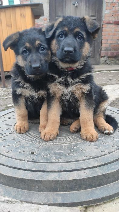 Хлопчик чорний німецька вівчарка народжений 2 липня  документи , родовід. Та  чебрачні три дівчинки. Від гарних батьків родовід, КСУ