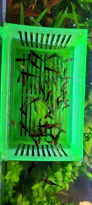 Rybki mieczyk gupik.