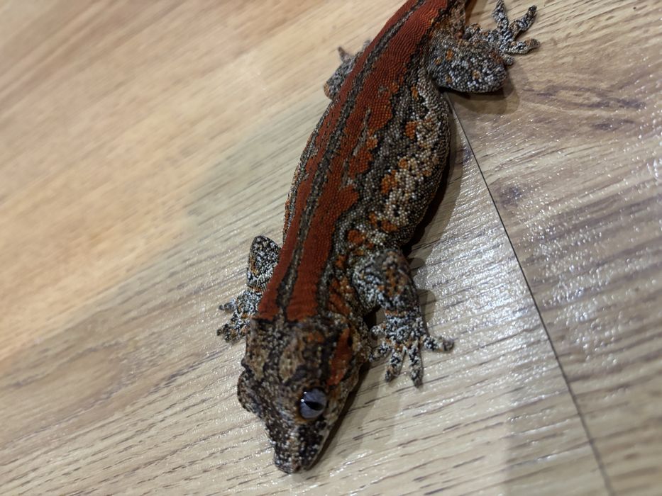 Gekon nieorzesiony - wielki samiec