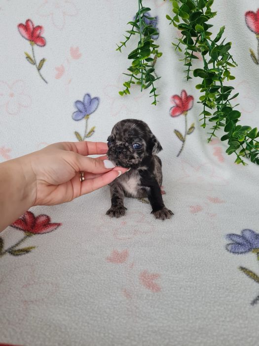 Excelente menino Pug Carlin Merle de Qualidade
