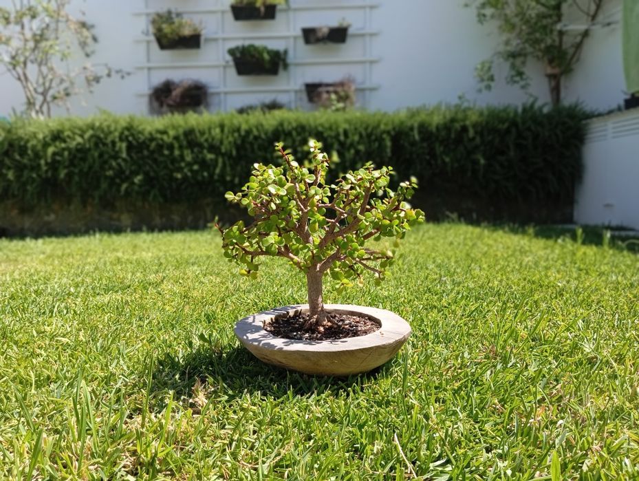 Planta bonsai de suculenta