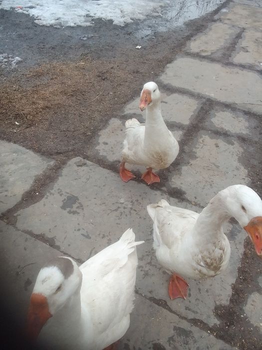 2гуски і гусак .
