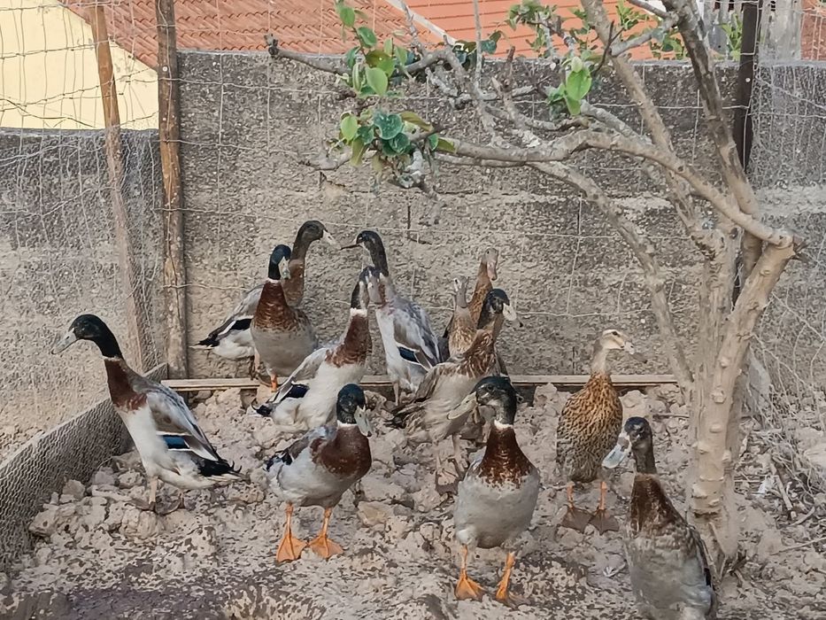 Ovos Galados de Pato Corredor Indiano - Quintinha de Sicó