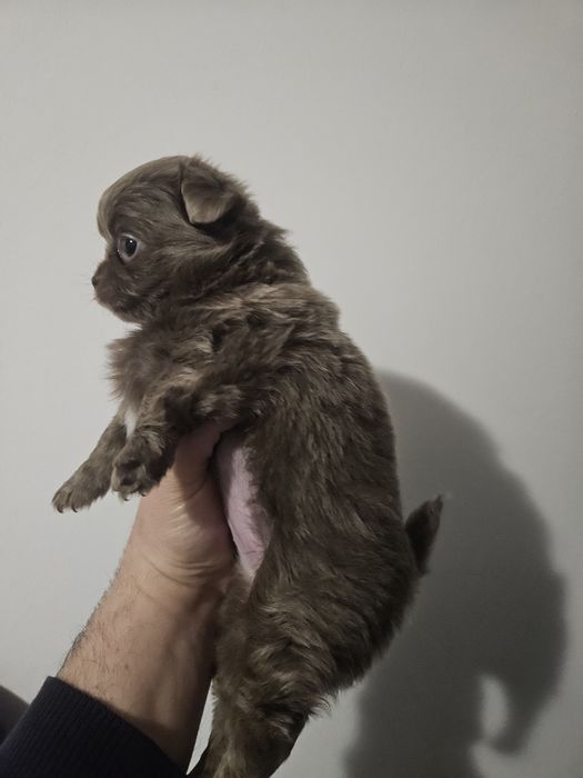 Chihuahua femea  creme  pelo comprido com lop e afixo