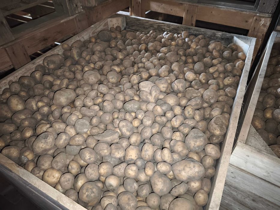 Ziemniaki opasowe, odpadowe