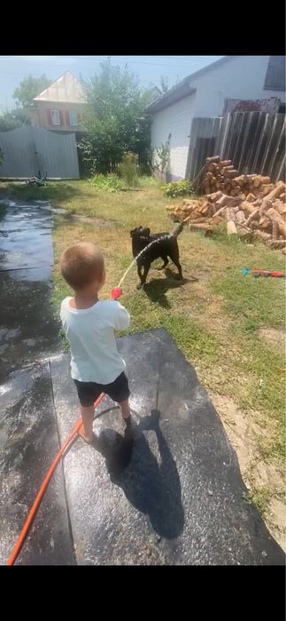 Лабрадор віддамо в добрі руки