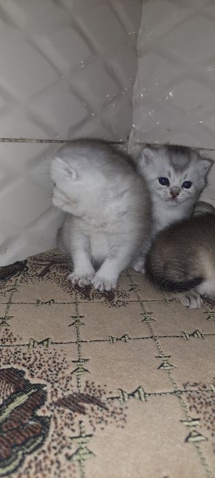 Кошенята британські срібна шиншила, вільно тільки срібло для броні