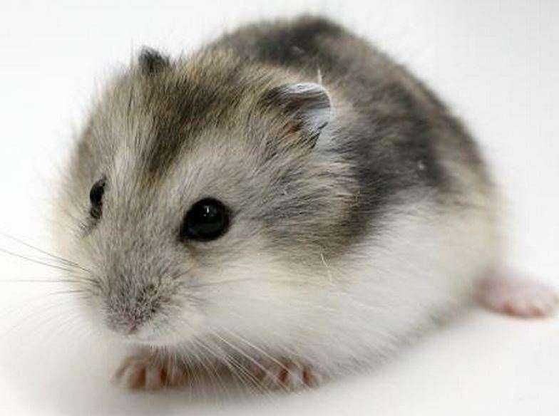 Хомячки, хомячата, хомяки джунгарские, карликовые, джунгарики, хомяк