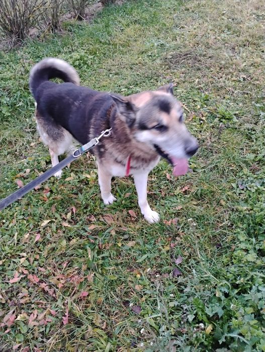 Kochany Ares prosi o własny dom