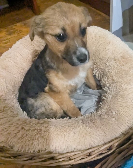 Цуценя у добрі руки