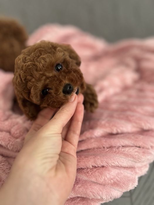 Дівчинка той пудель міні