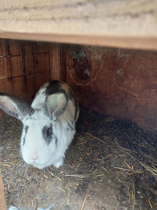 Sprzedam samca samice