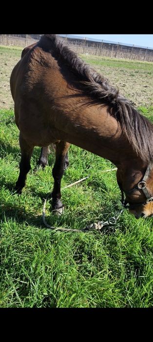 Raça de cabalo Arabio