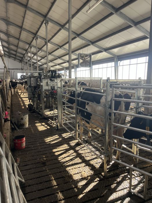 HoofCare Korekcja Racic u bydła