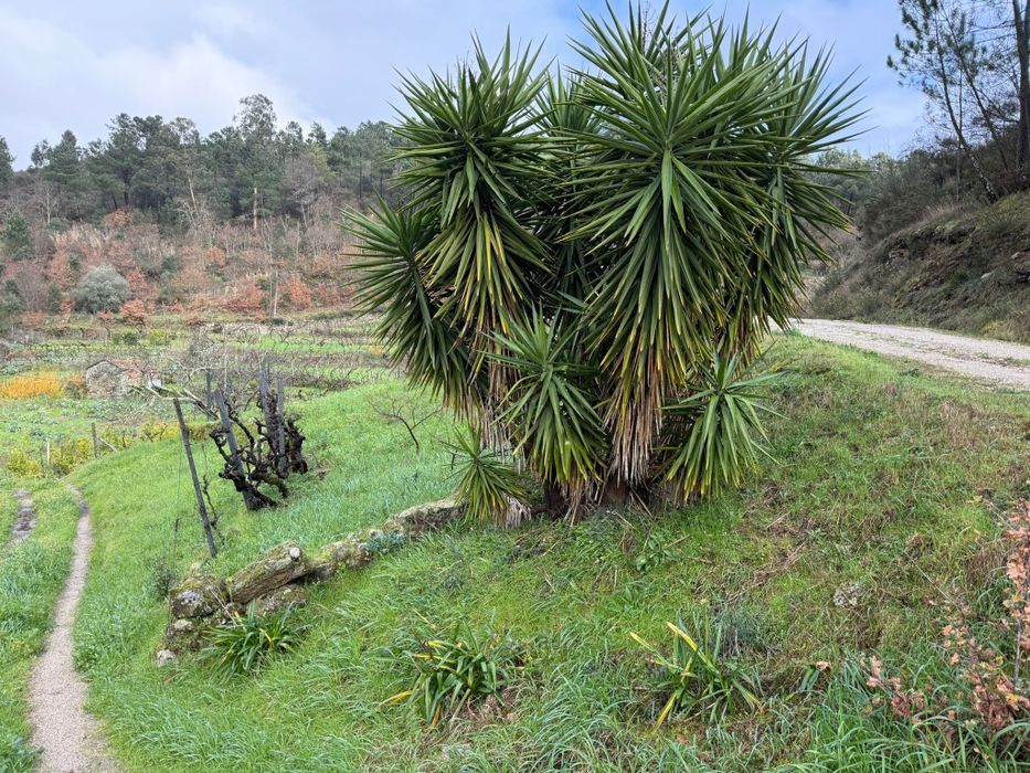 Quinta  6500 m2.
