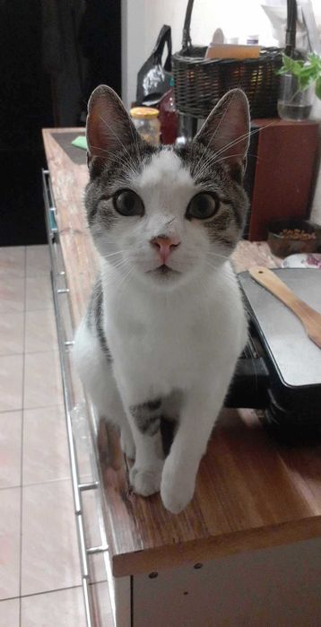 Zaginął kot Radom glinice