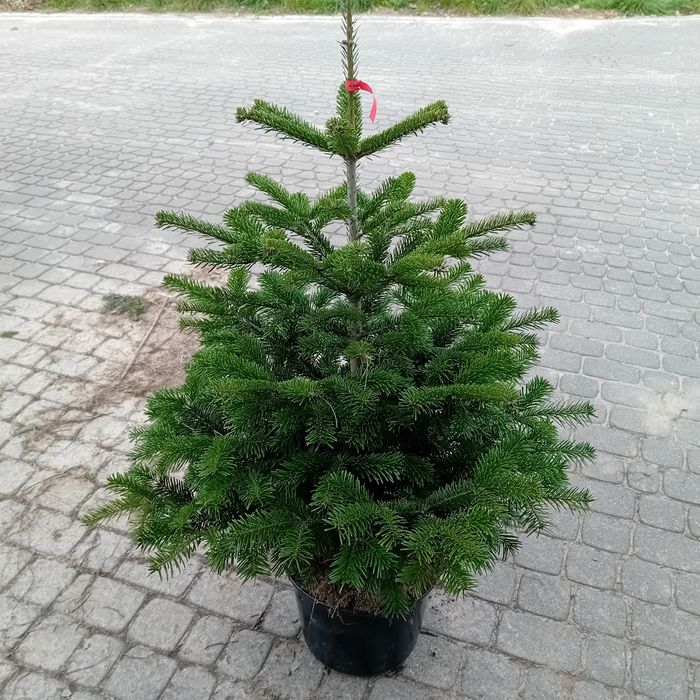 Swierk srebrny 100 140cm.jodla pospolity serbski kopane doniczka