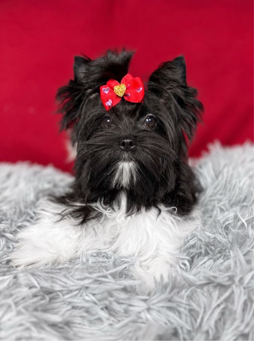 York suczka Yorkshire Terrier Black & White Biewer