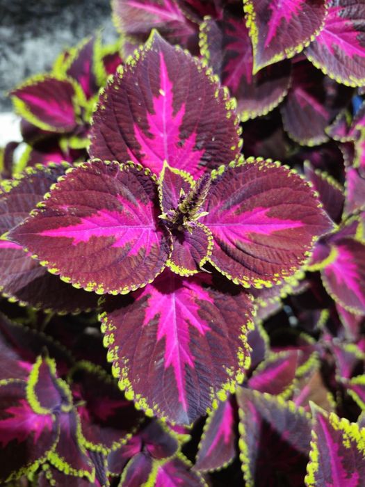 Pokrzywa ozdobna  koleus