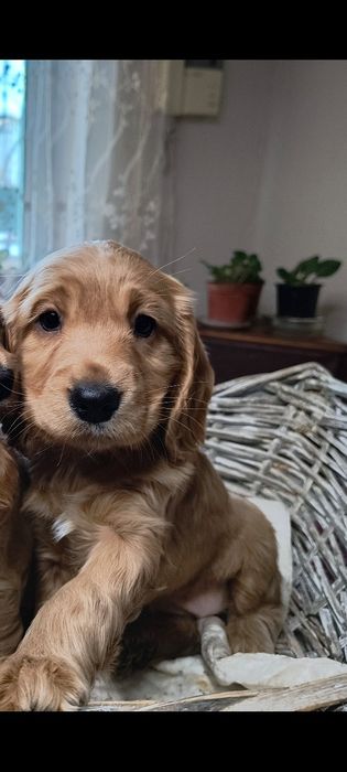Англійський(gold)кокер  спаніель