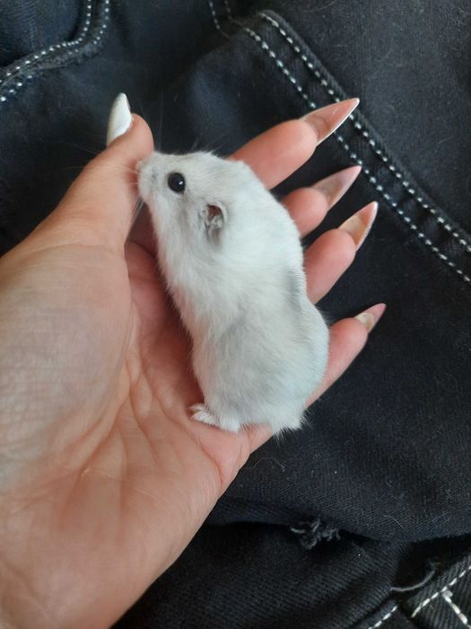 Джунгарські хомячки, різного кольору