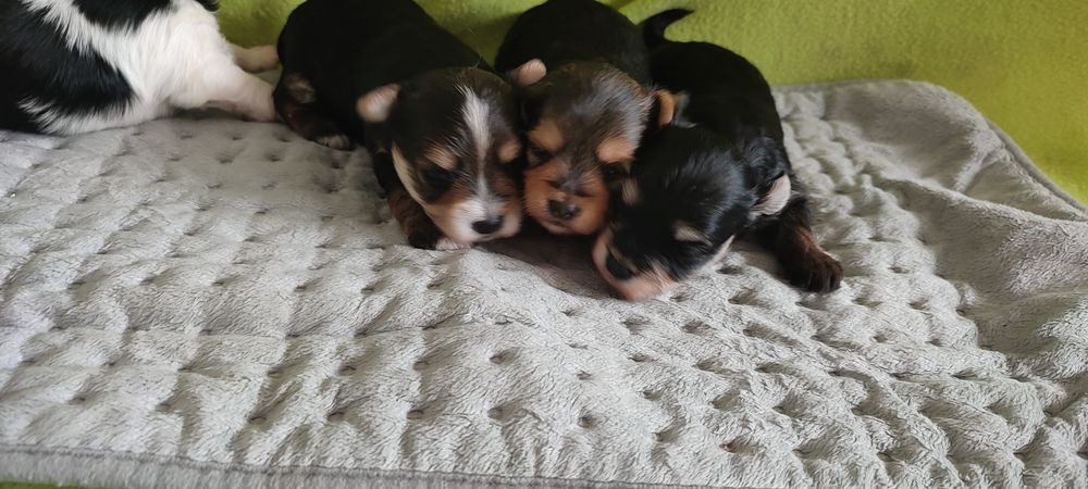 Yorkshire terrier piesek