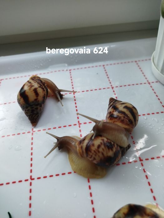 Продаются малыши Ахатины Ретикулята Стандарт.