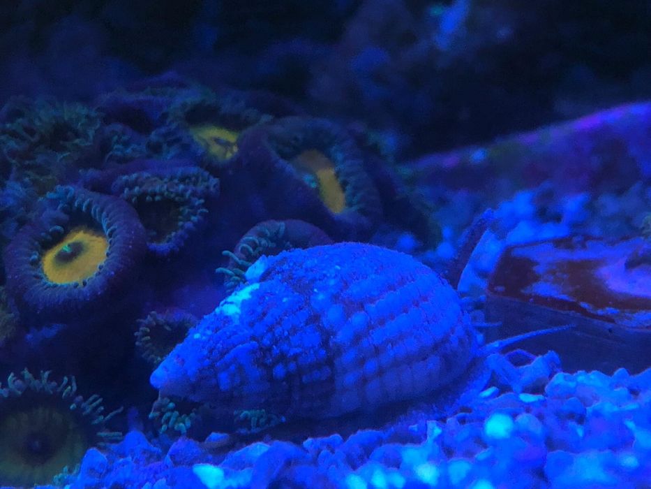 Vendo nassarius vibex aquario marinho