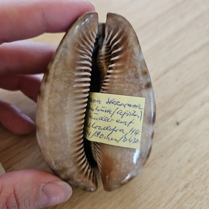 Muszle Cypraea stercoraria