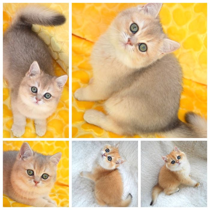 Британська золота /голуба шиншила/котята