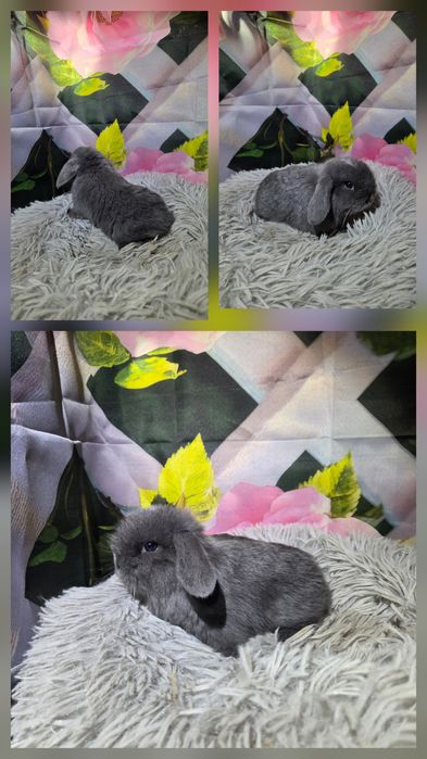 Karzełki Mini Lopki