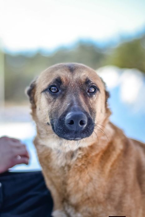 Ziomuś kochany psiak do adopcji