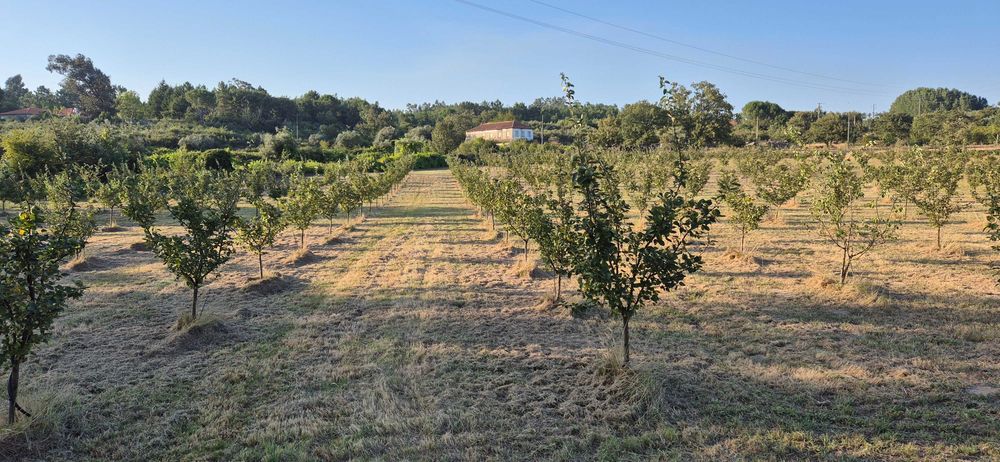 Quinta em Mangualde