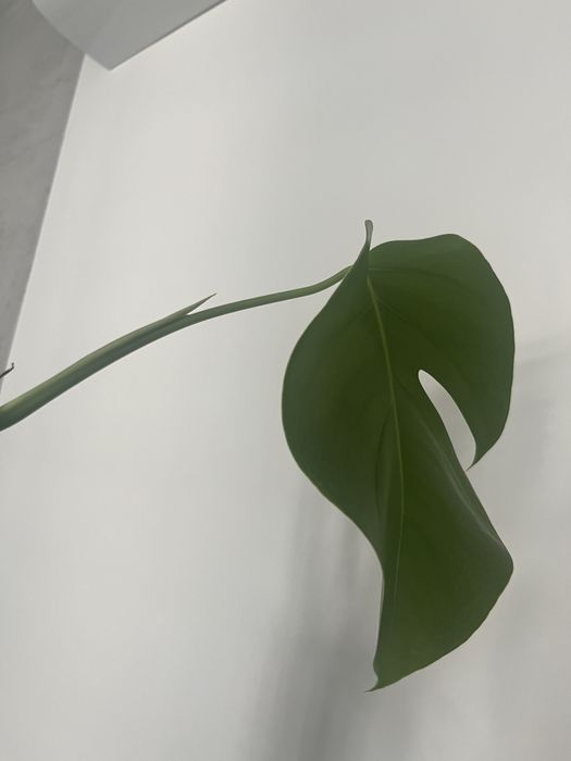 Monstera Deliciosa