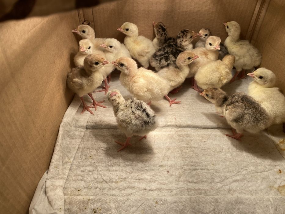 Інкубаційне яйце домашніх індиків 40грн