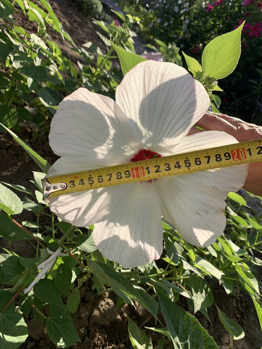 Гібіскус трав'янистий, болотный (Замовите мікс 5 - шостий безкоштовно)