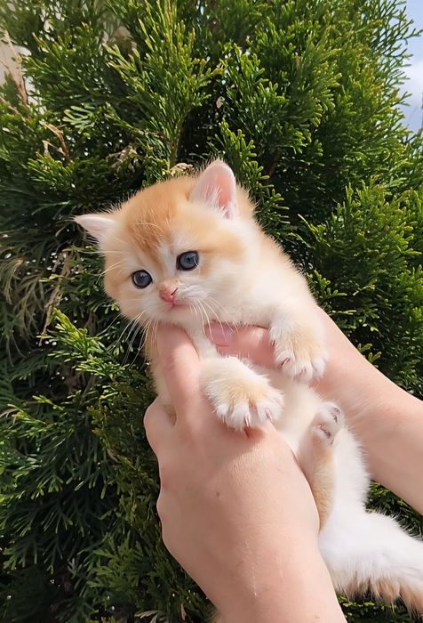 Шотландська золота шиншила