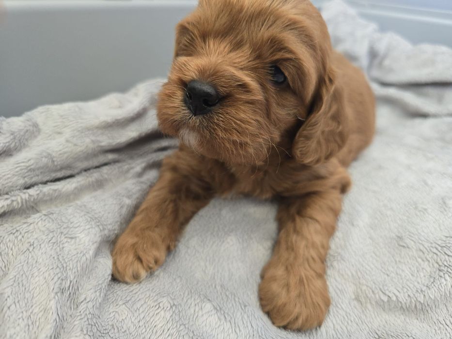 Cavapoo chłopiec brązowy odbiór w maju
