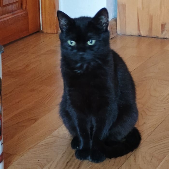 Kotki do adopcji