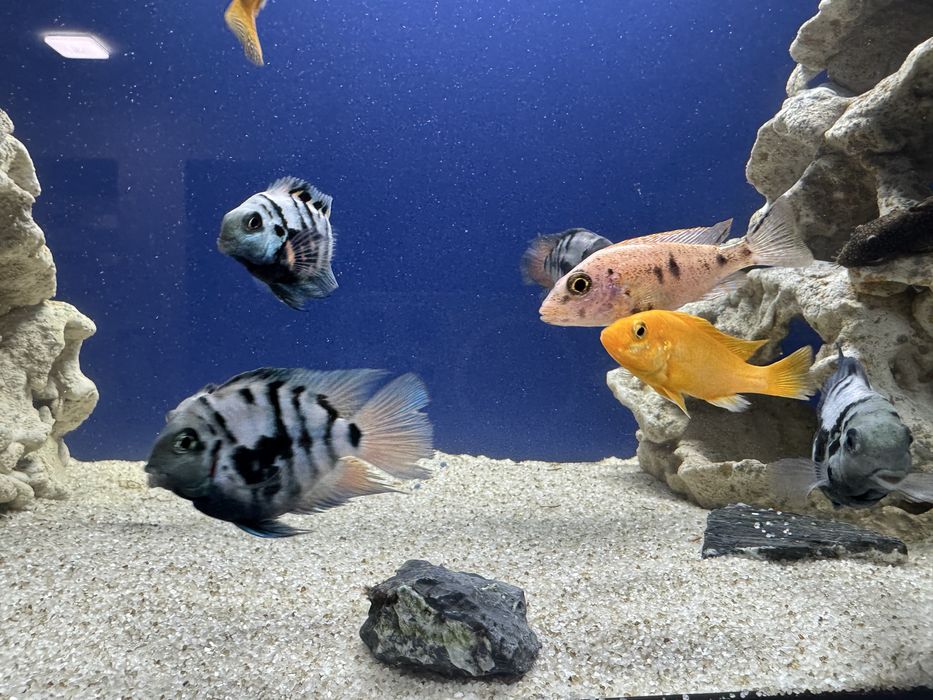 Продам рибок цихлід та сомів