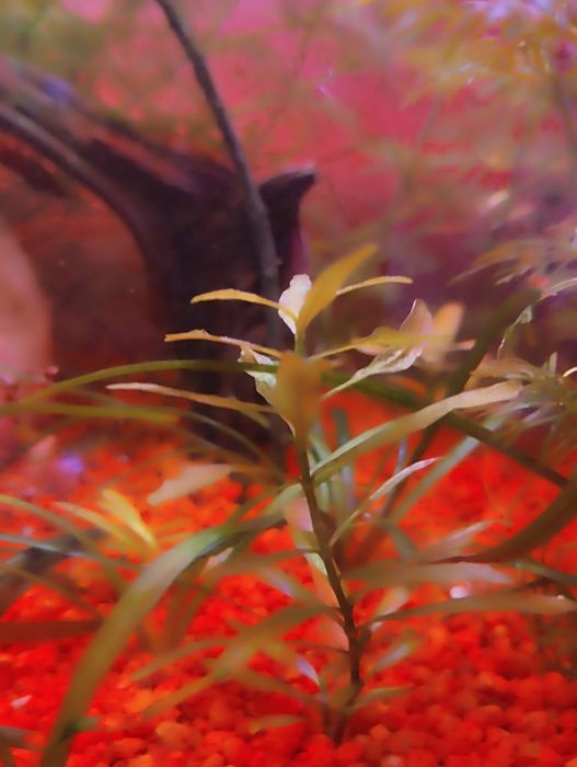 hygrophila polysperma planta de aquário