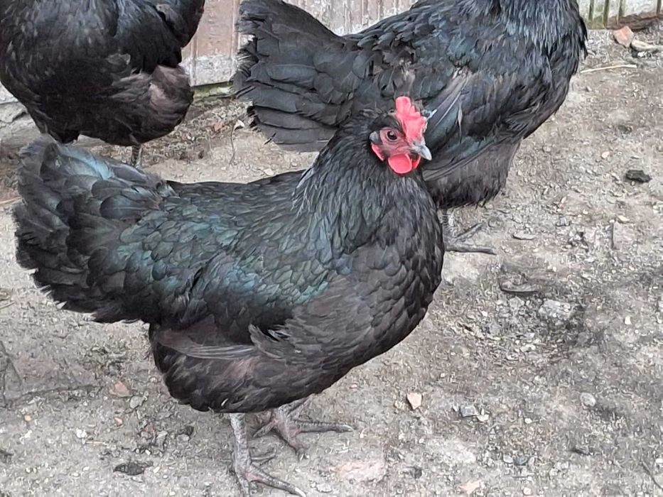 Jaja lęgowe kur australorp czarny