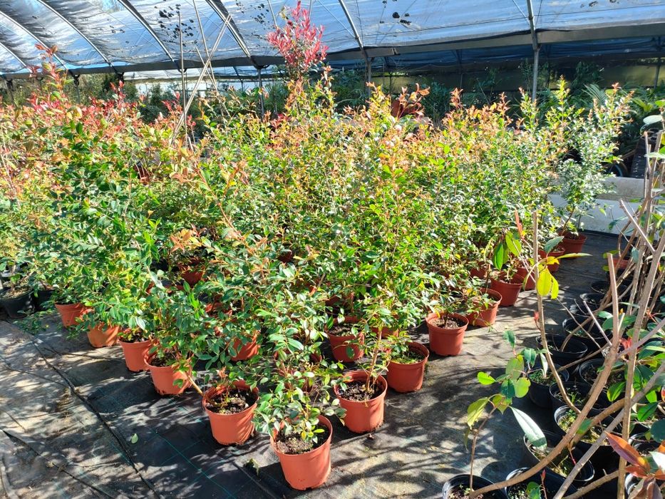 Eugenia newport ornamental