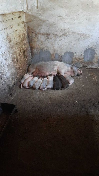 В'єтнамські поросята,  свині