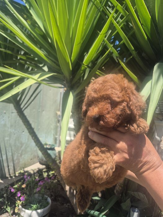 Caniche toy Red Braun