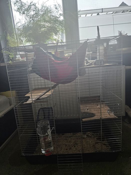 2 szczury samiczki dumbo z klatką zabezpieczoną, akcesoriami i karmą