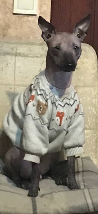 Ксолоітцкуінтлі- мексиканська гола собака