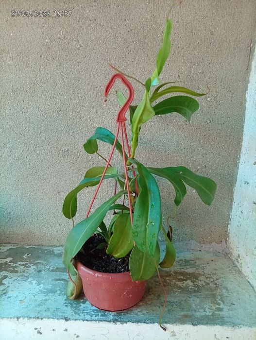 Plantas carnívoras