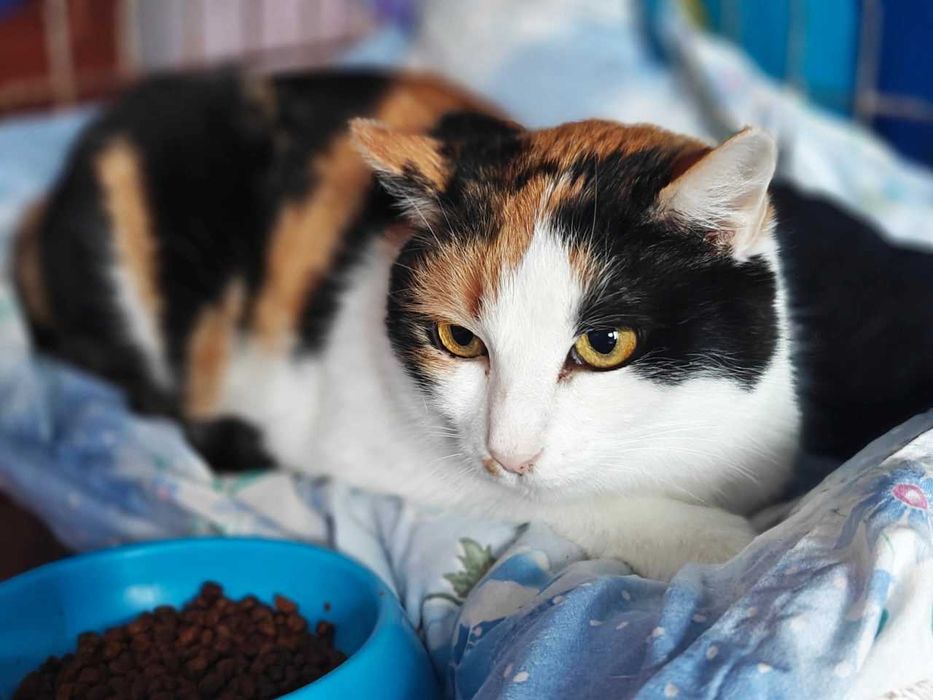 Лагідна Красуня киця Василіска, 2р, шукає тих, хто не зрадить. Коти!